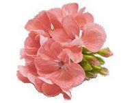 by-cosmetics Geranium