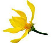 by-cosmetics Ylang Ylang