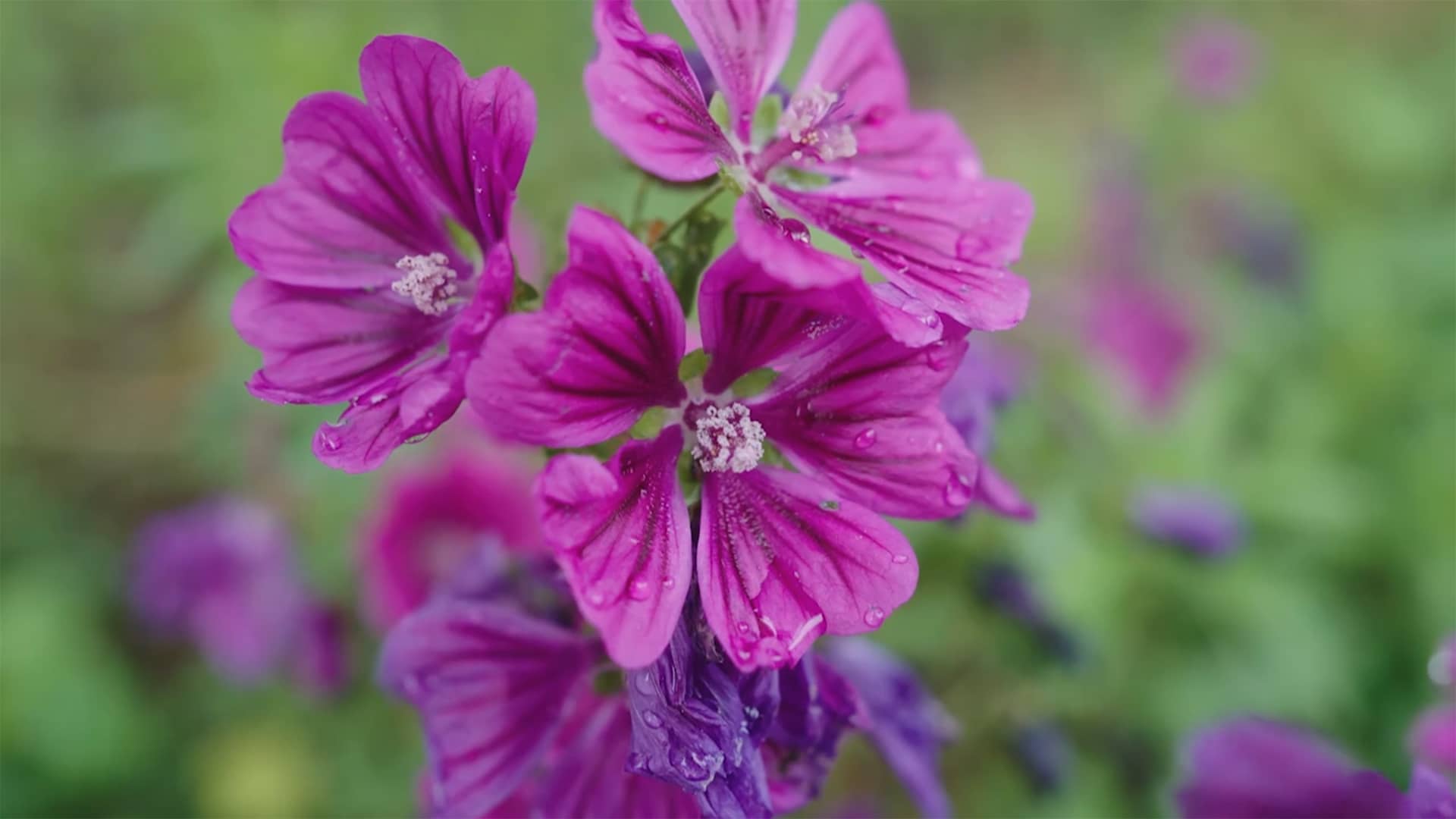 Fallback image for video