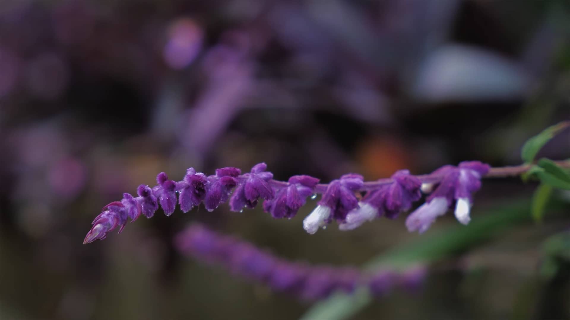 Fallback image for video