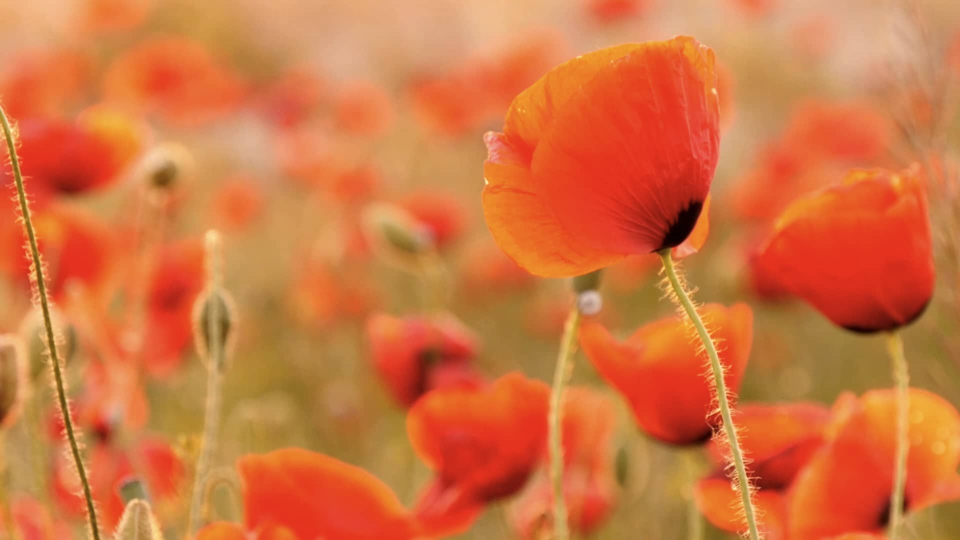 Fallback image for video