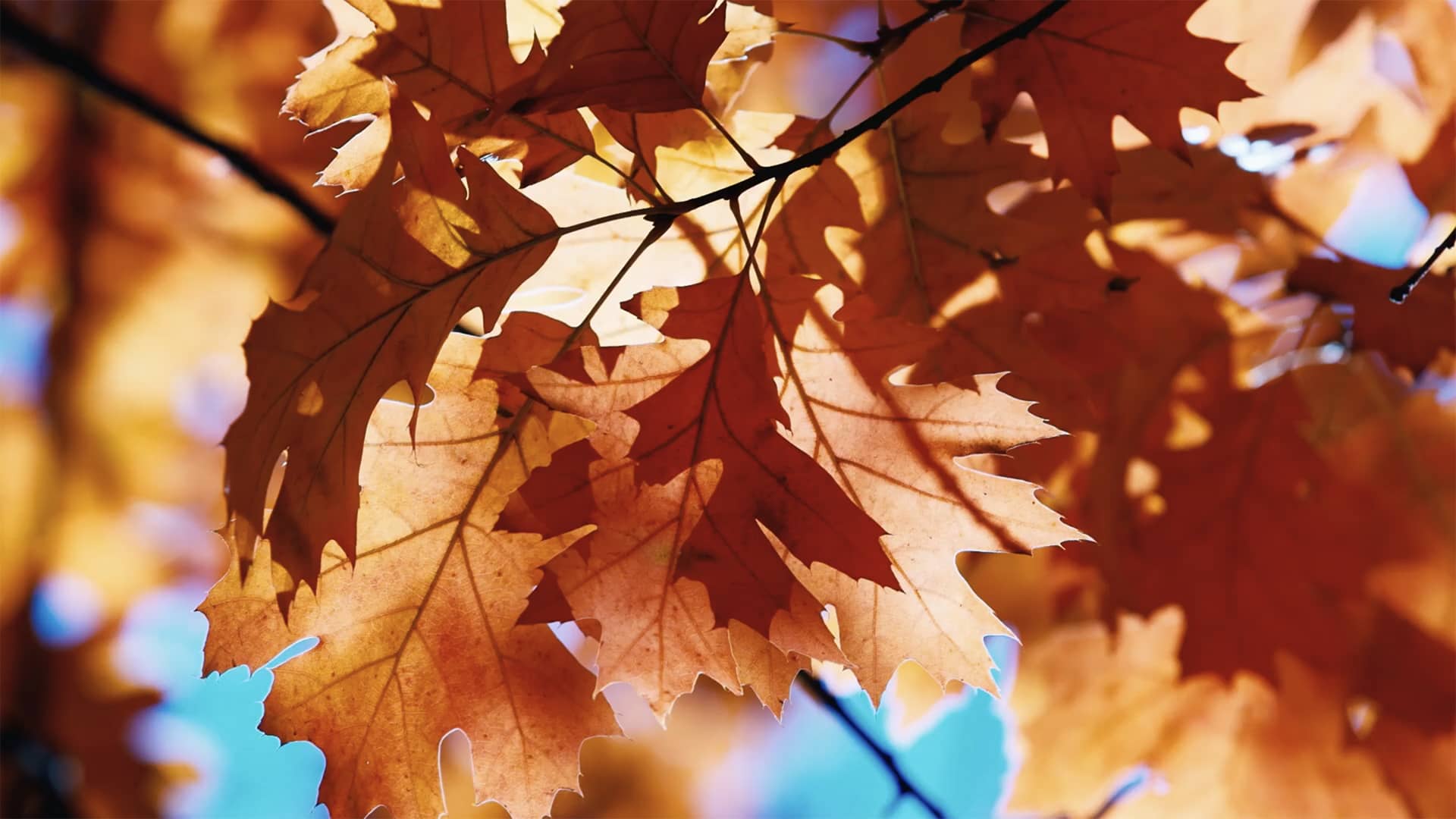 Fallback image for video